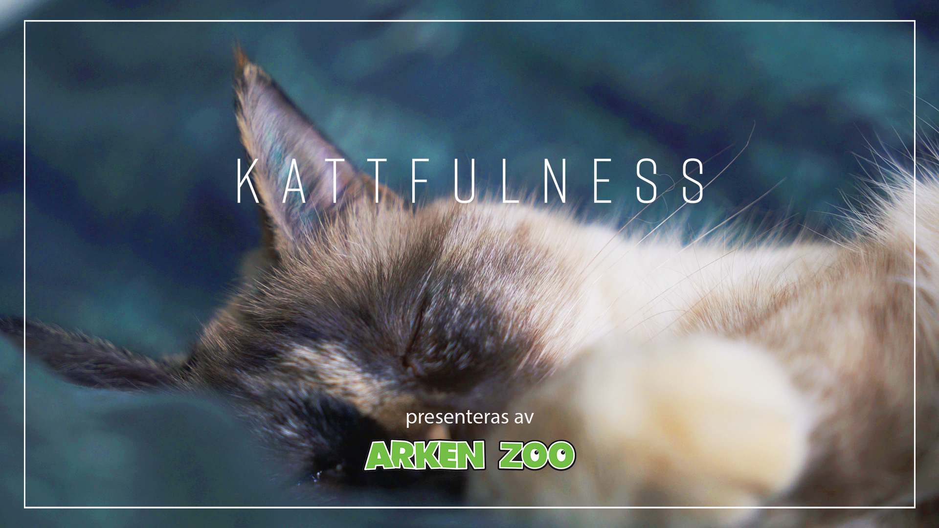 kattfulness
